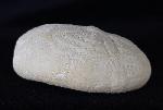 Eupatagus (Oymnopatagus) antillarum (COTTEAU 1875) - Bild &copy; FossNet FossilienStore
